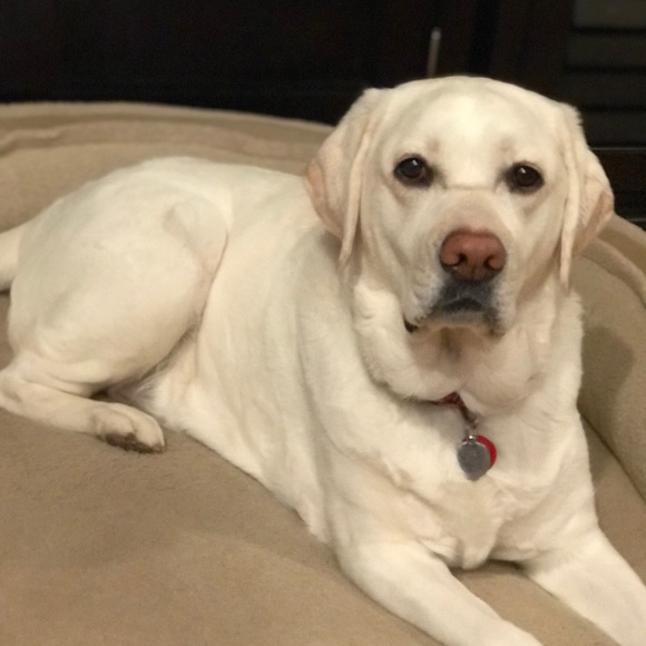 Meet your Posher, Amy - Picture 1 of 1